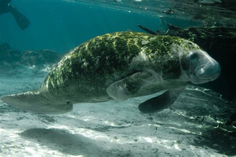 West Indian Manatee - Trichechus manatus | Wildlife Journal Junior