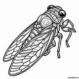 Cicada Coloring Pages Free Printable For Kids And Adults sketch template
