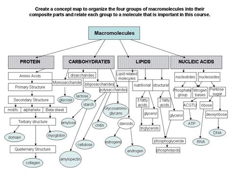 Macromolecules: A Diagram of Organ Structure and Functions