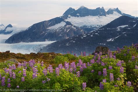 Mendenhall Glacier | Tongass National Forest, Alaska. | Photos by Ron Niebrugge