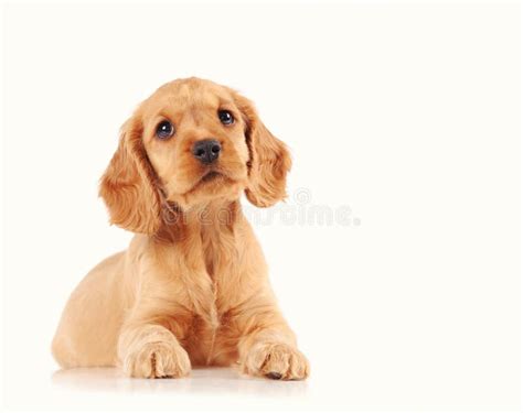 Sad Puppy Dog Looking into the Camera Stock Image - Image of alone, studio: 157082329