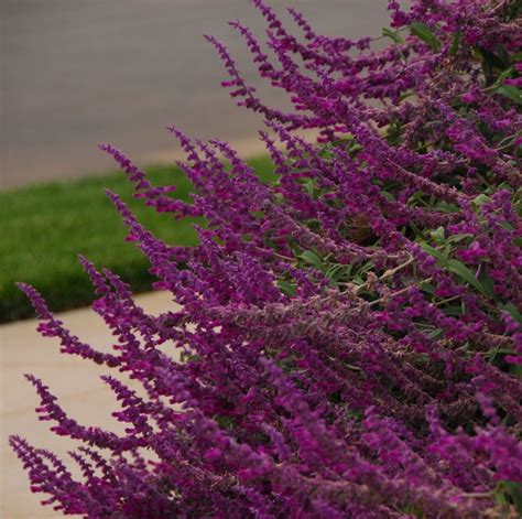 129 best images about zone 9, evergreen on Pinterest | Shrubs, Compact and Shades