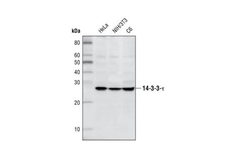 14-3-3 τ Antibody | Cell Signaling Technology