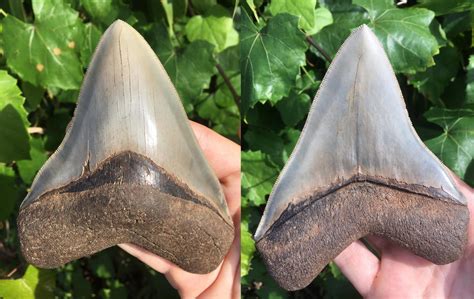 5" megalodon tooth found June 2017 in GA [2763 X 1744] [OC] : r/FossilPorn