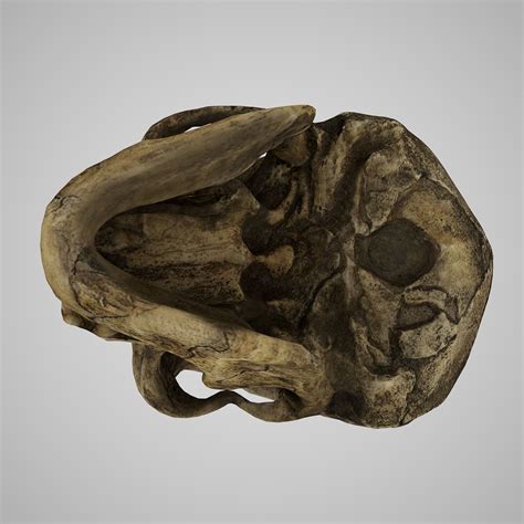 Homo Floresiensis skull 3D model 3D printable | CGTrader