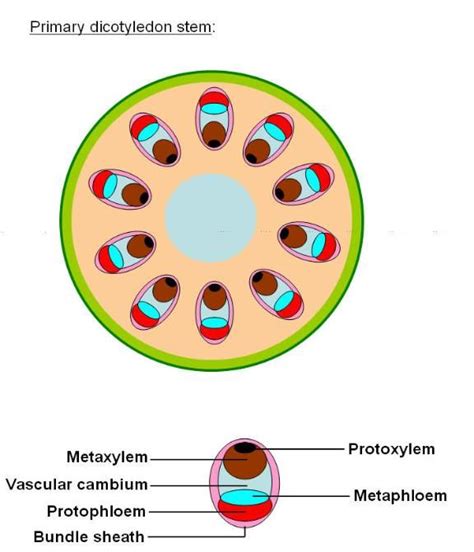 Plant_Bodies_stems | Vascular, Stem structure, Biology plants