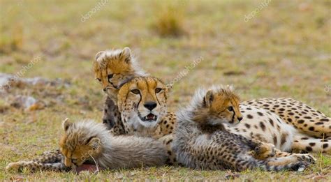 Pictures : cheetahs with their cubs | Mother Cheetah with her cubs ...