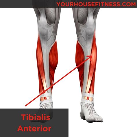 Tibialis Anterior Strengthening Exercises