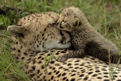 Cheetahs in Kenya | Hug Me