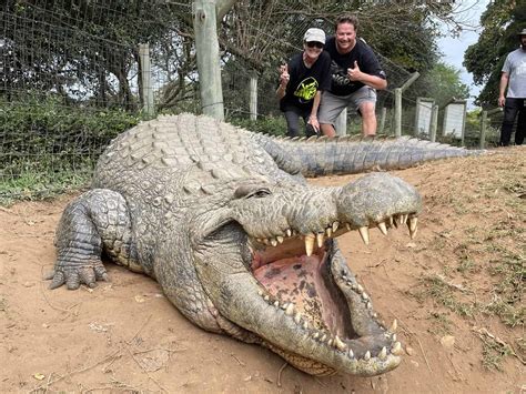 Cassius: World’s Tallest Crocodile | The 18-foot-tall Cassiu… | Flickr