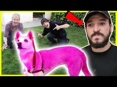 YouTube | Dogs, Sam and colby, Pranks