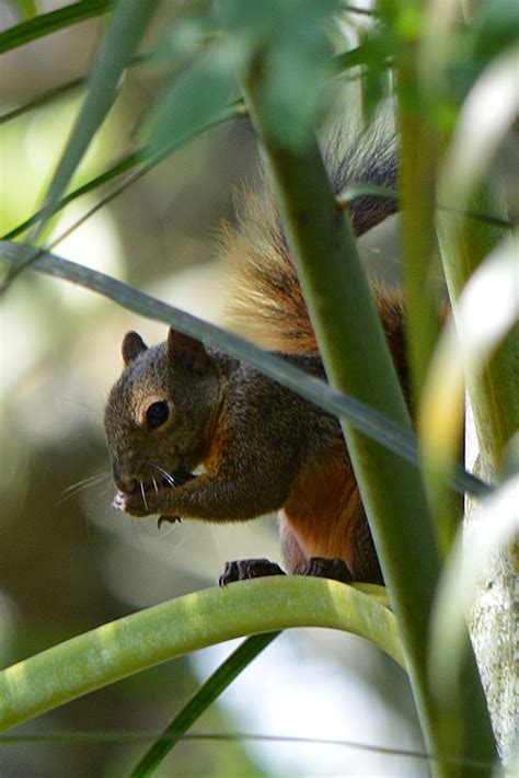 Humboldtina - Venezuela: Rotschwanzhörnchen - Sciurus granatensis - Ardilla común, im Norden ...