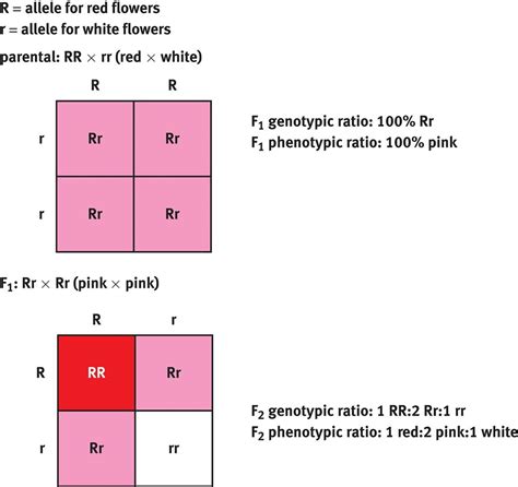 Figure 12.1. Incomplete Dominance Snapdragons display incomplete dominance, in which neither ...