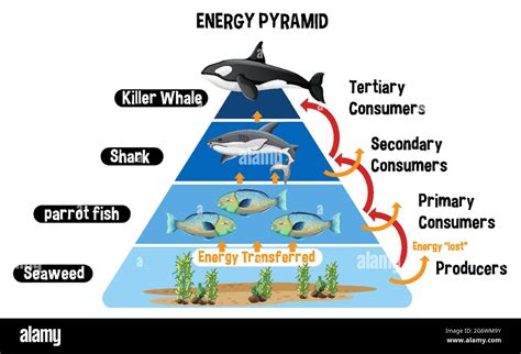 Diagram showing Arctic energy pyramid for education illustration Stock Vector Image & Art - Alamy