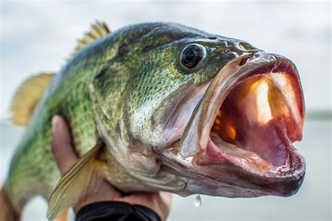 What’s the World Record for Largemouth Bass? Top 15 Bass | BassForecast Nation's Top Bass ...