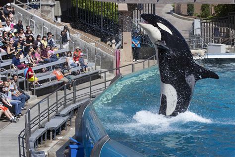 SeaWorld Hopes New Orca Habitats Will Stem A Tide Of Criticism | WUSF News