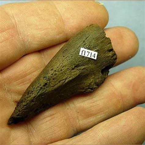 Baby Sloth Claw Fossil - Fossils & Artifacts for Sale | Paleo Enterprises