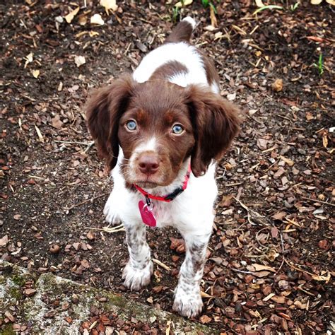 Blue Eyed Brittany Spaniel Puppy