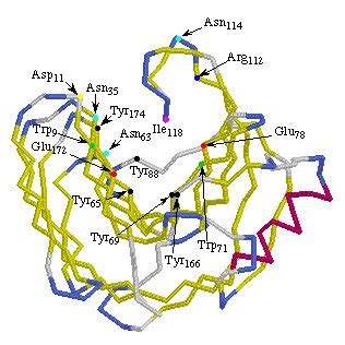 The three dimensional structure of Family 11 xylanase from Bacillus... | Download Scientific Diagram