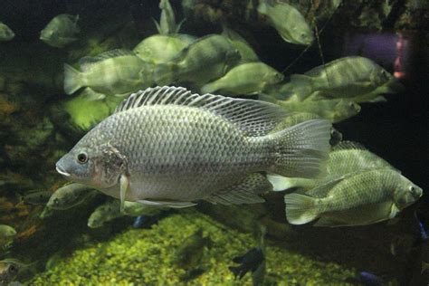 Tilapia fish Facts, Health Benefits and Nutritional Value