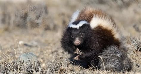 Hooded Skunk: Characteristics and Habitat | Critter Stop