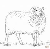 Sheep coloring page  Free Printable Coloring Pages sketch template