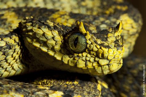 Atheris Close-Up