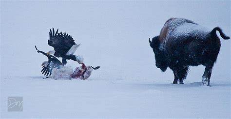 David Moynahan Photography | Mammals | Charging Bison