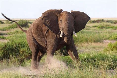 Amboseli Elephant Safari | The Elephants of Amboseli Park