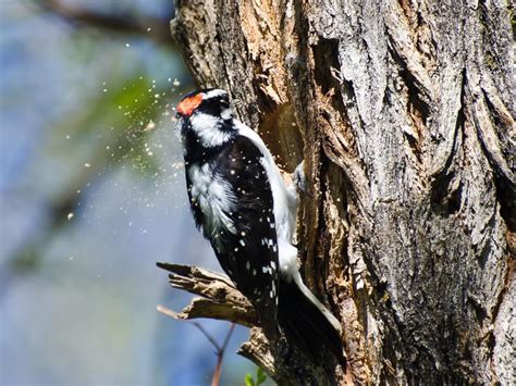 Downy Woodpecker Nesting (Behavior, Eggs, Location + FAQs) | Birdfact