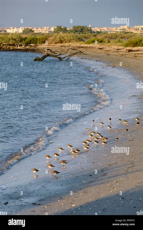 Tagus river nature reserve portugal hi-res stock photography and images ...