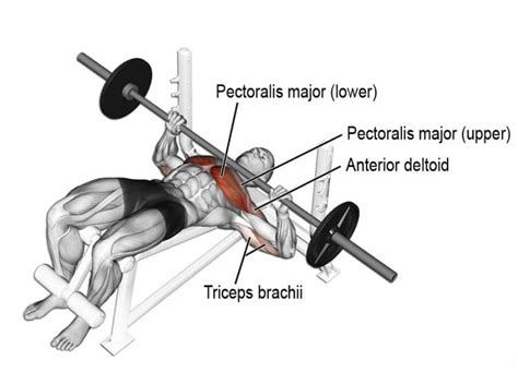 15 Best Barbell Bench Press Variations – Fitness Volt