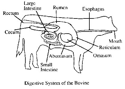 Digestive System Of Cow Diagram The Digestive Apparatus Of A