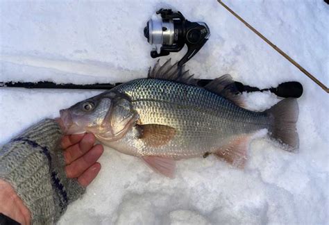 Legendary White Perch - On The Water