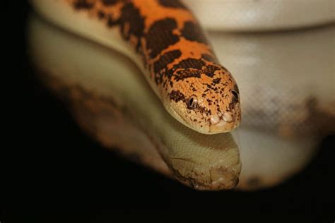 Snake Profile: Kenyan Sand Boa (Care Sheet + Pictures)