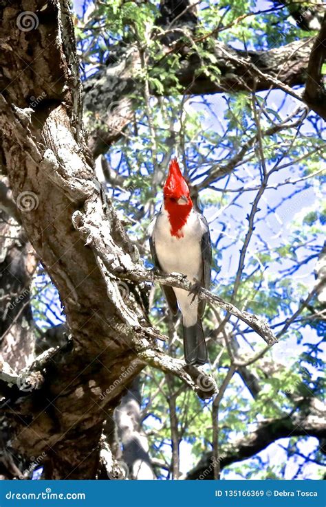 Red Crested Cardinal Bird stock image. Image of beautiful - 135166369