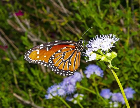 Insects of North America | Focusing on Wildlife