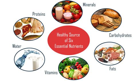 6 essential nutrients Diagram | Quizlet