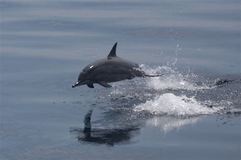 File:Spinner dolphin jumping.JPG - Wikipedia, the free encyclopedia