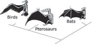 The convergent evolution of wings in vertebrates. | Download Scientific Diagram