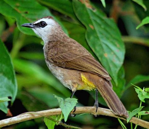 Yellow-vented bulbul – Chim Cảnh Việt