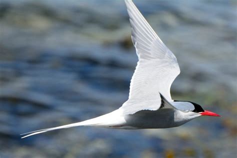 How Far Does the Arctic Tern Migrate? - American Oceans