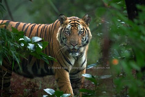 Pench National Park Wildlife & Tiger Image Gallery