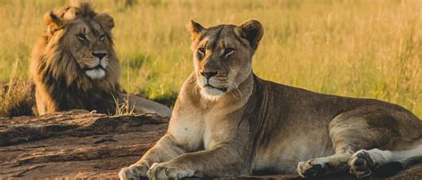 Lion and Safari Park: Full Guide - Things to Do - WeSearchSA