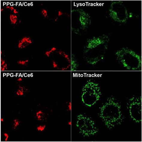 (a–c) Cell viability of the MCF-7/ADR cells after treatment for 24 h ...