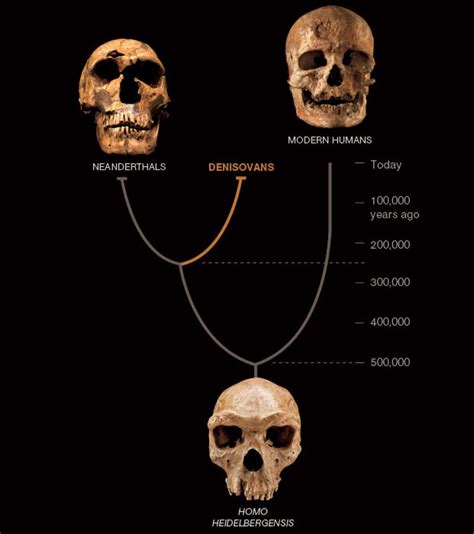 DNA Reveals Mysterious Human Cousin With Huge Teeth | Human evolution, Ancient humans, Animal ...