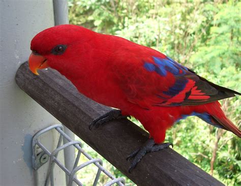 HD Animals: red parrot bird