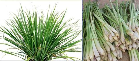 Good Food, Good Health: Lemon Grass (tanglad) Tea