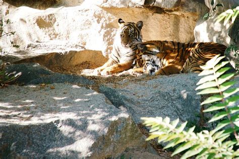 Three Tiger Cubs Lying To Rest. Striped Fur of the Elegant Predators Stock Photo - Image of ...