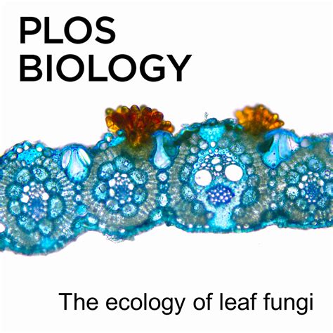 The grassed of us: How biofuel crops harness fungal defenders ...